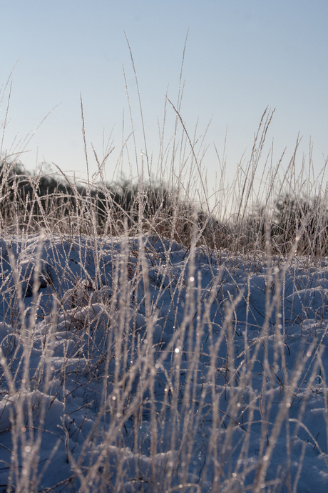 Frozen grass