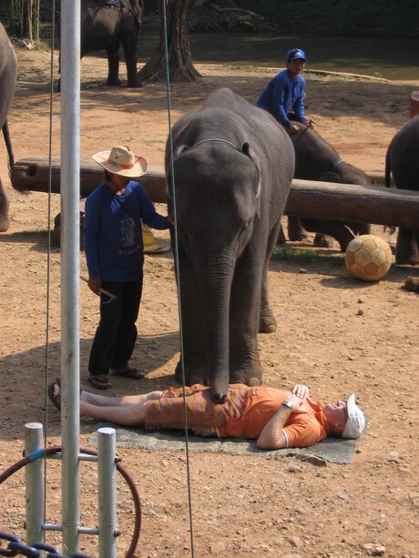 Je laten masseren door een olifant