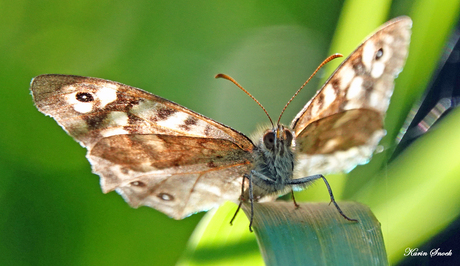 "Beautifull butterly..."