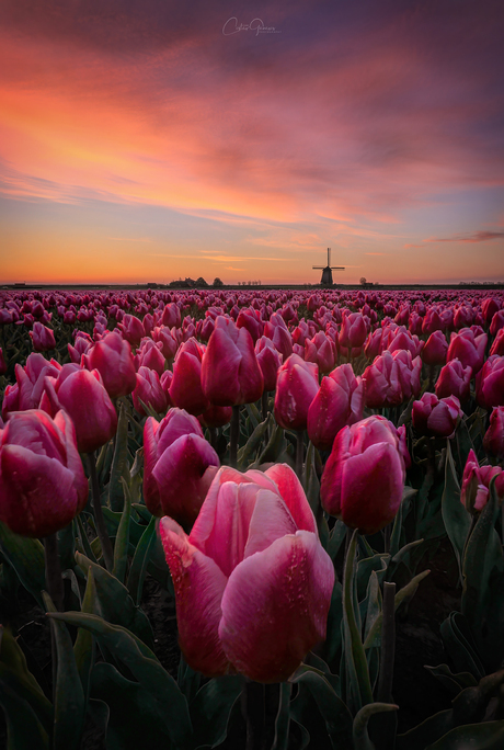 Springtime sunrise in the Netherlands