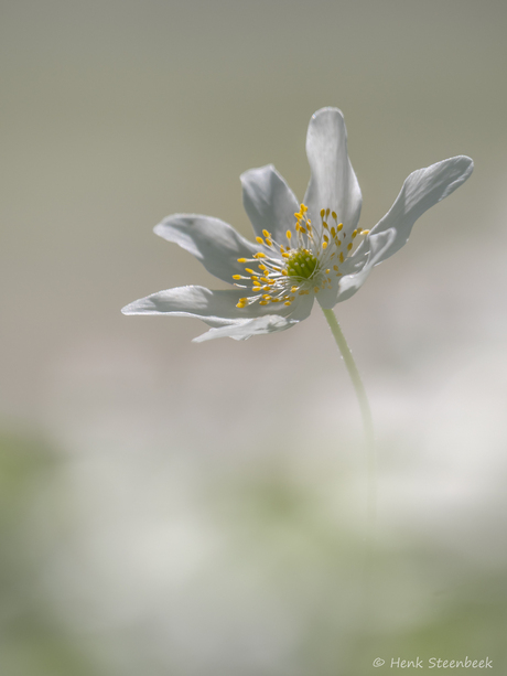 Bosanemoon bloeit nog steeds