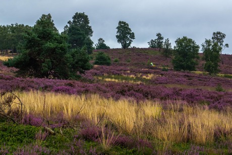 Fietser op paarse heide