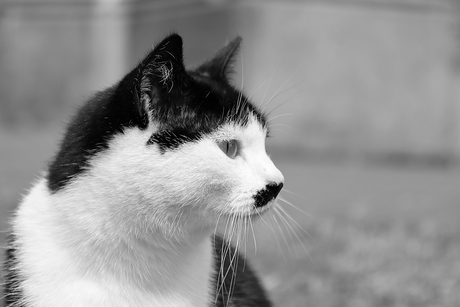 Thema fotochallenge: Zwart/wit