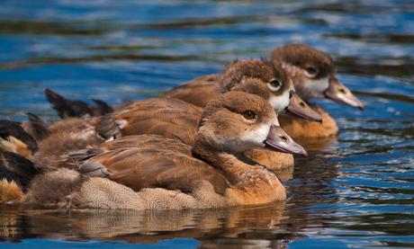 Three little birds