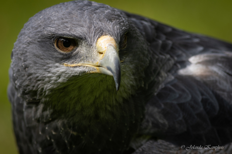 Grijze Arendbuizerd