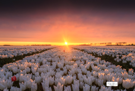 Tulpen met een knaller van een lucht 