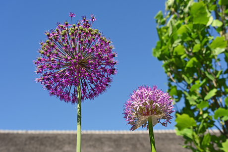Allium