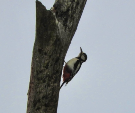 Grote bonte specht 