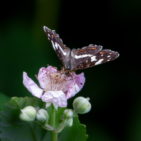 vlinder