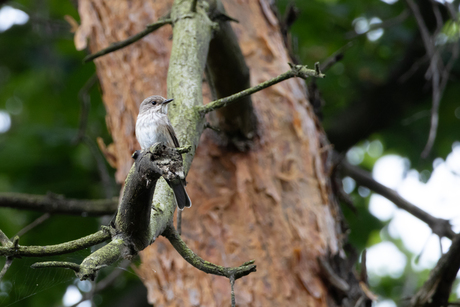 Grauwe vliegenvanger 