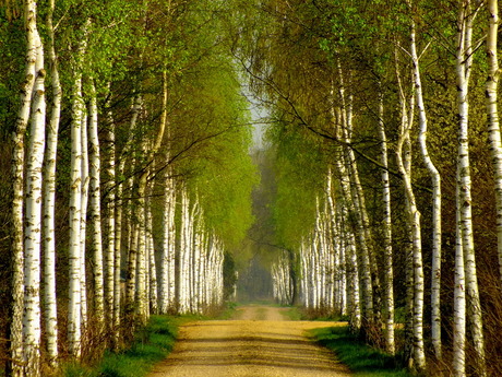 Landweggetje in de zon.