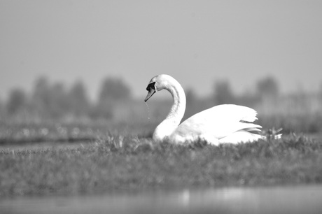 Silent Beauty