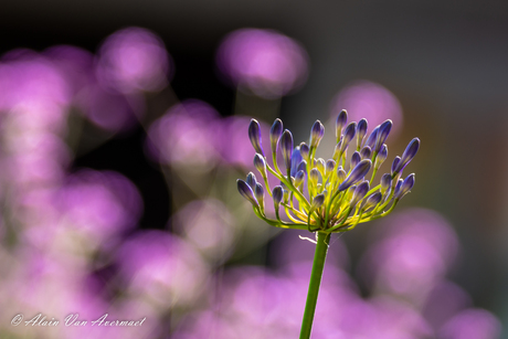 agapanthus