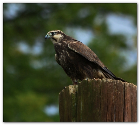 Roofvogeltje