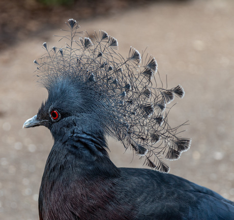 Kroonduif 