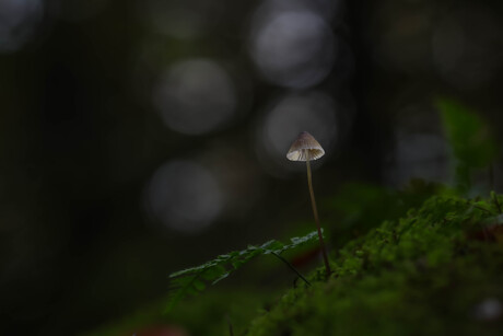 mycena