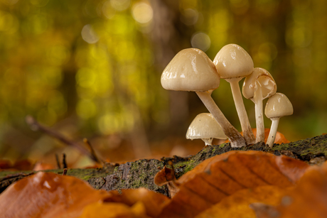 Porseleinzwammetjes...