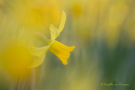 Yellow spring trumpet
