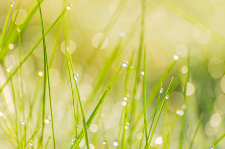 lente fris - dauw in het gras