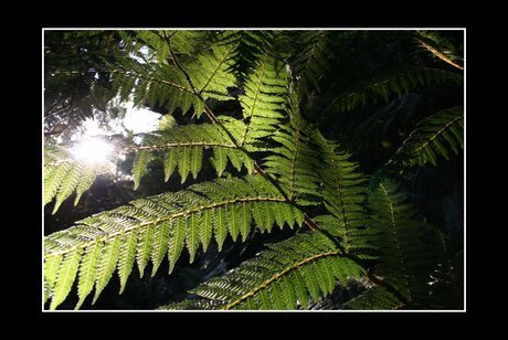 Fern