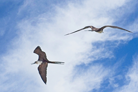 fregat vogels
