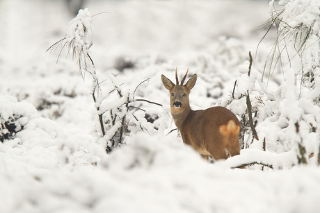 Reebok in winterlandschap