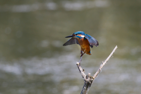 Dansende ijsvogel