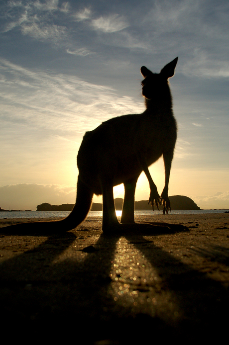 Kangaroo @ Sunrise