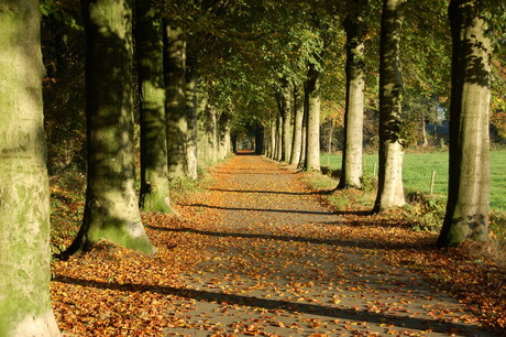 Herstkleuren in Friesland