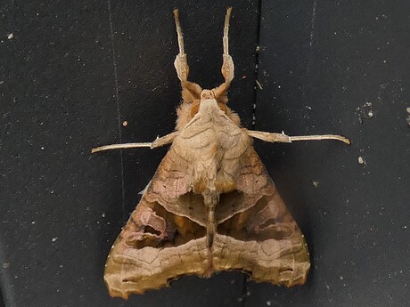 agaat vlinder in macro