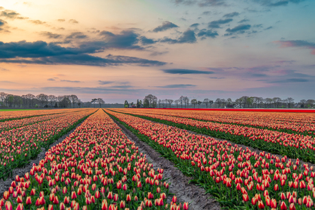 tulpen pracht