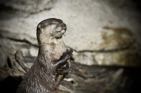 Otter