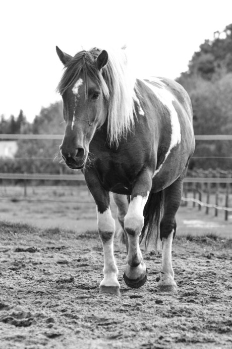 Belle pony
