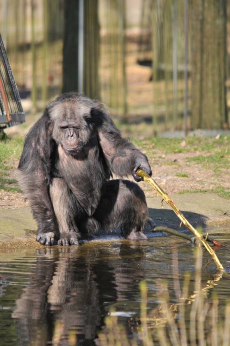 Fishing Chimp