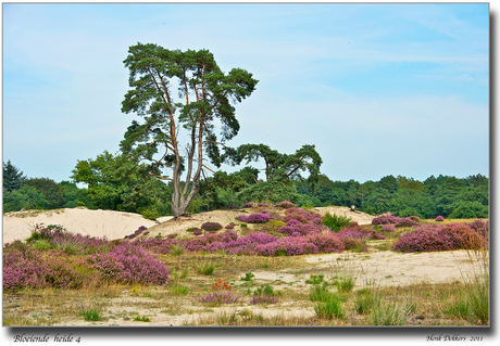 Bloeiende heide 4