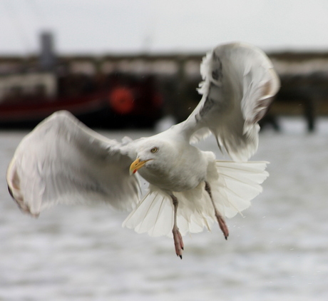 Meeuw in Actie