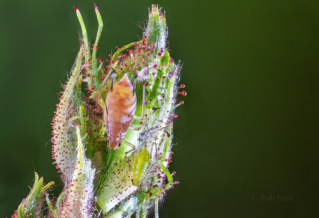Rode en groene bladluis