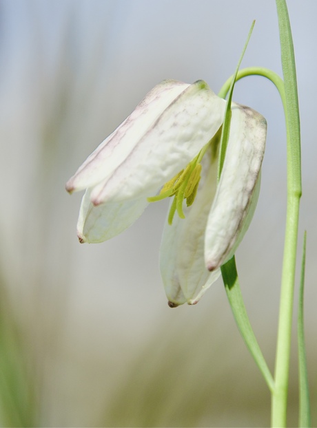 De witte kievietsbloem. 