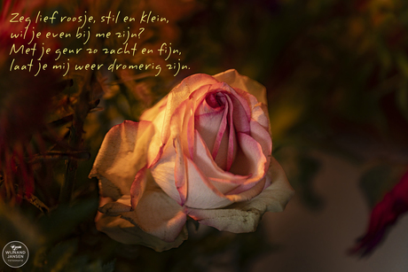 Say, sweet little rose