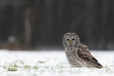 Oeraluil in het gras