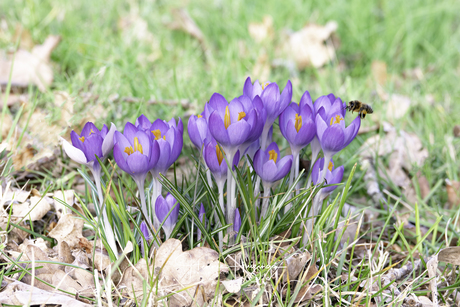 Lente in aantocht 