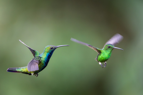 Zwartkeelmango & Blauwbuikamazilia in vlucht