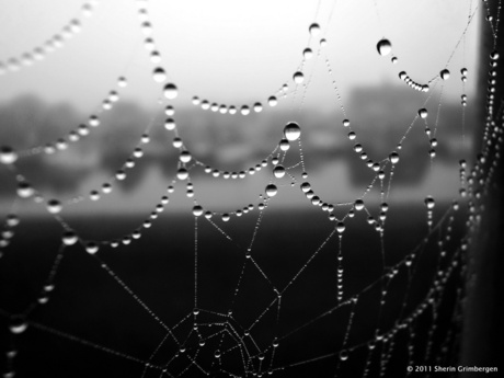 Waterig web