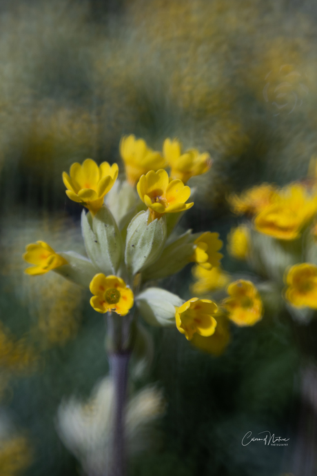 Gulden sleutelbloem 