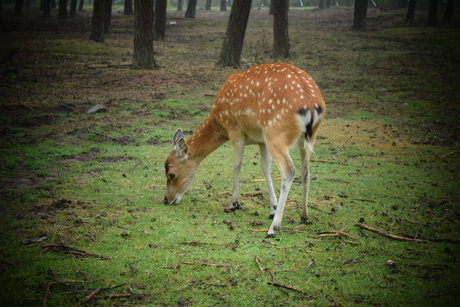 Natuur