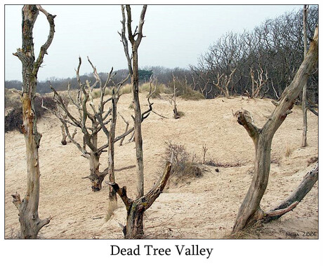 Dead tree valley