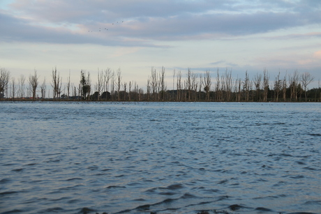 Landschap in de Biesbosch