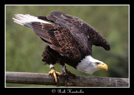 Bald Eagle - Ready for take off
