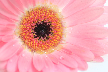 roze gerbera 2...