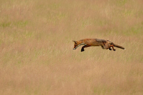 flying fox